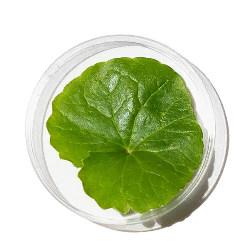 Tea Tree Leaf Oil